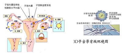 <b>习惯性流产对女性的危害巨大</b>