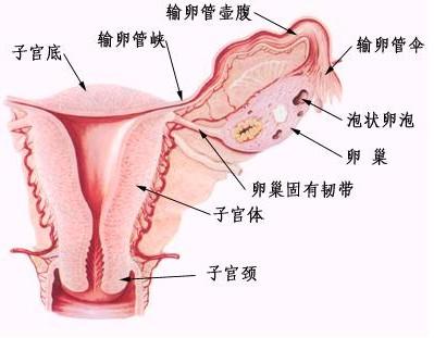 <b>卵巢性不孕的病症有哪些呢</b>